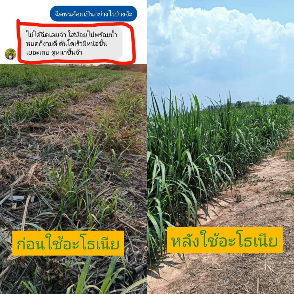 1แถม2 อะโธเนีย 10กรัม [30-60 ไร่] อาหารเสริมพืชทางใบ เร่งราก เร่งต้น เร่งดอก เพิ่มแป้ม เพิ่มน้ำตาล ราคา ถูกที่สุด ดีลบีเคเค แกลเลอรีภาพที่ 8