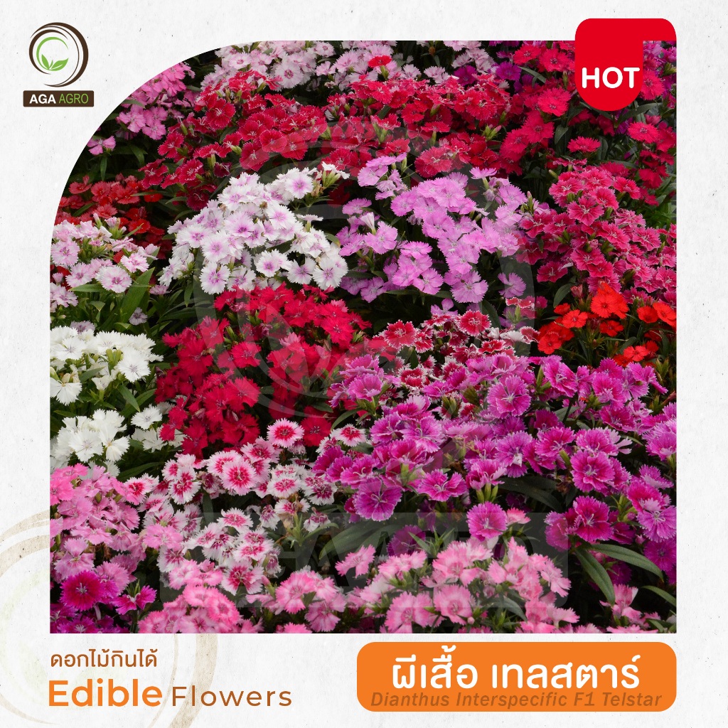 AGA AGRO I "ผีเสื้อ เทลสตาร์" พันธุ์กระถาง นิยมในกลุ่มดอกไม้กินได้-100เมล็ด -Dianthus Telstar