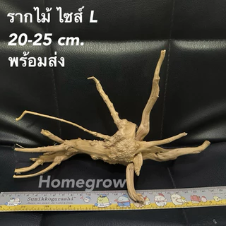 รากไม้ 20-25 เซน ไซส์ L พร้อมส่งในไทย