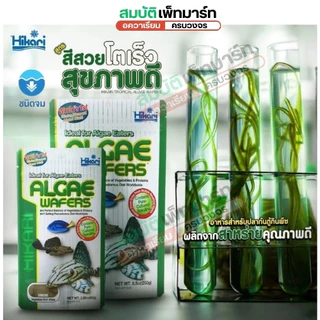 Hikari Algae Wafers สำหรับปลาพื้นตู้สำหรับปลากินพืช กินตะไคร่ แบบเม็ดจม ขนาด 20g 40g 82g. 250g.