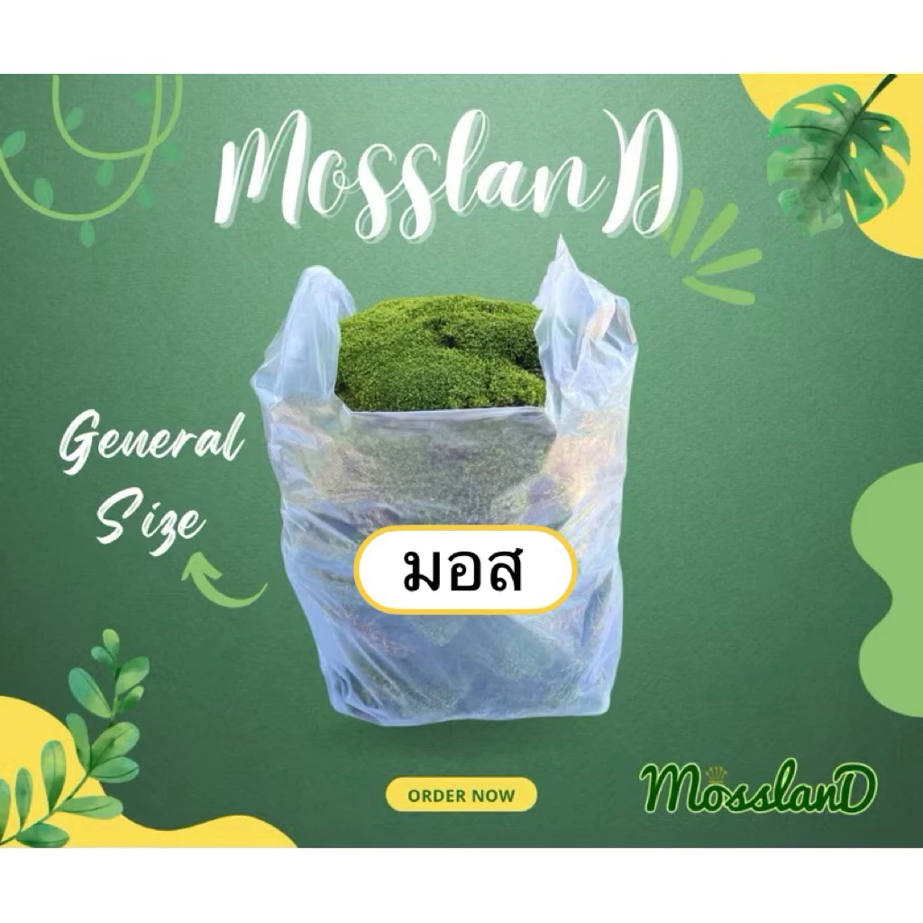 มอสดิน แบบถุง สดใหม่ให้เยอะ รีวิวแน่น มอสจัดสวน มอสบอนไซ มอสสด มอส