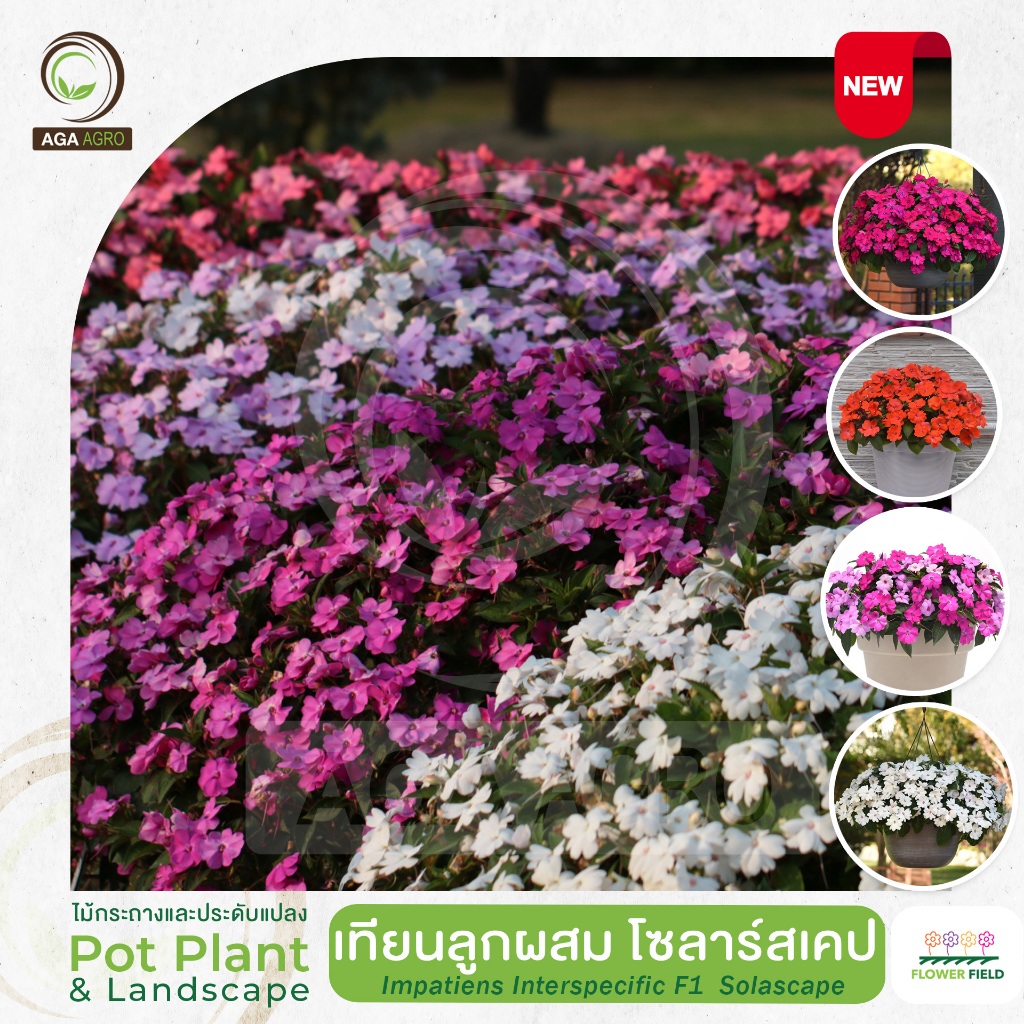 AGA AGRO I "เทียนลูกผสม โซลาร์สเคป" พันธุ์ใหม่! ทนร้อน ปลูกกลางแดดได้100%-20&100เมล็ด-IMP Solarscape