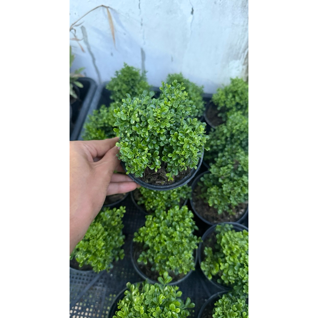 แก้วแคระอินโด เลี้ยงแดด ดอกสีขาว กระถาง4นิ้ว