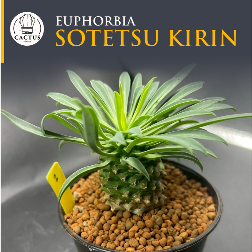 Euphorbia Sotetsu Kirin ไม้เมล็ด กระถาง 3 นิ้ว
