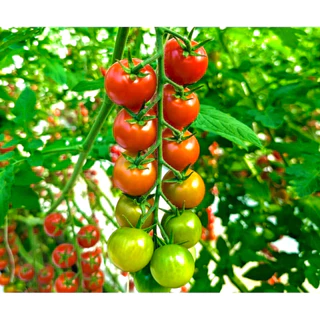 เมล็ดพันธุ์มะเขือเทศเชอรี่สีแดง สายพันธุ์คุณภาพสูง เมล็ดนำเข้า ให้ผลดก เนื้อแน่น บรรจุ17เมล็ด