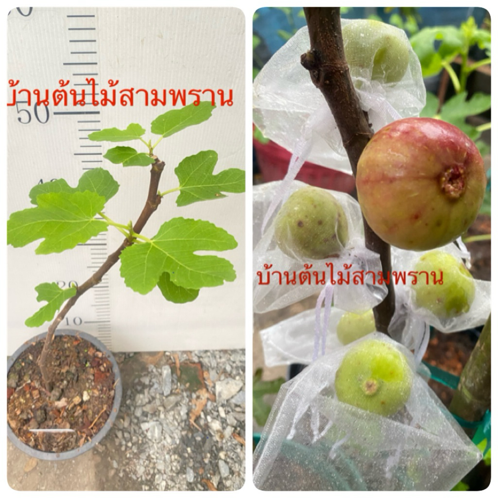 มะเดื่อฝรั่งป้ายหายไม่แน่ใจสายพันธุ์ให้ดูต้นจริงก่อนส่ง