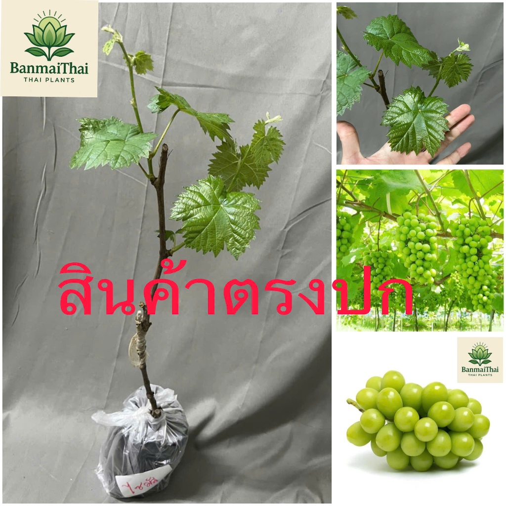 องุ่นไซมัสแคทองุ่นเสียบยอดต้นสูงประมาณ 40 ถึง 60 เซนติเมตร