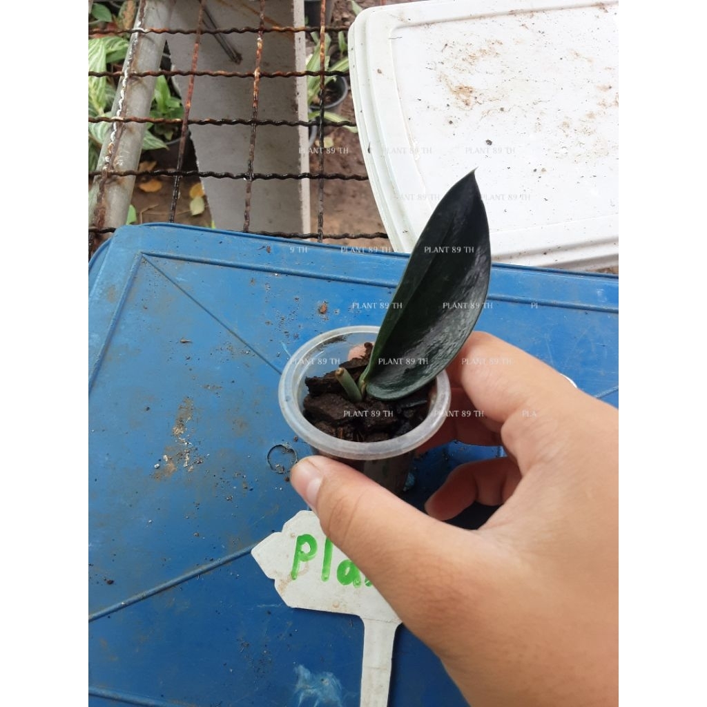 Plant89 Jewel Orchid พลูปีกนกดำต้นกำลังสวย