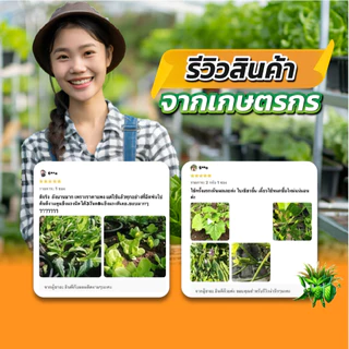 ผงดำเทพสถิตย์ ขนาด 5 กรัม สารเพิ่มประสิทธิภาพพืช ใช้ได้กับพืชทุกชนิด