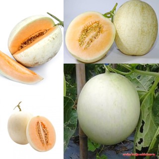 แคนตาลูปลดๆ 1ลูก เนื้อส้ม หอมหวาน แคนตาลูปไทย  สดๆจากสวน พร้…