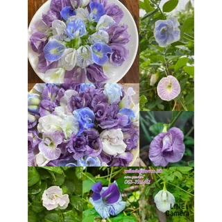 เมล็ดดอกอัญชัน10สีต้นอัญชัน