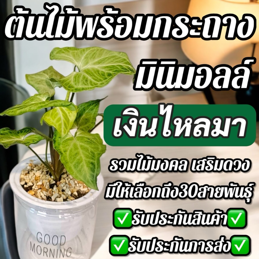 🌳ต้นไม้มินิมอลล์🌳ต้นเงินไหลมา พร้อมกระถางรดน้ำอัตโนมัติ มีเลือกมากถึง 30สายพันธุ์ ไม้มงคล รับประกันการจัดส่ง เสริมดวง