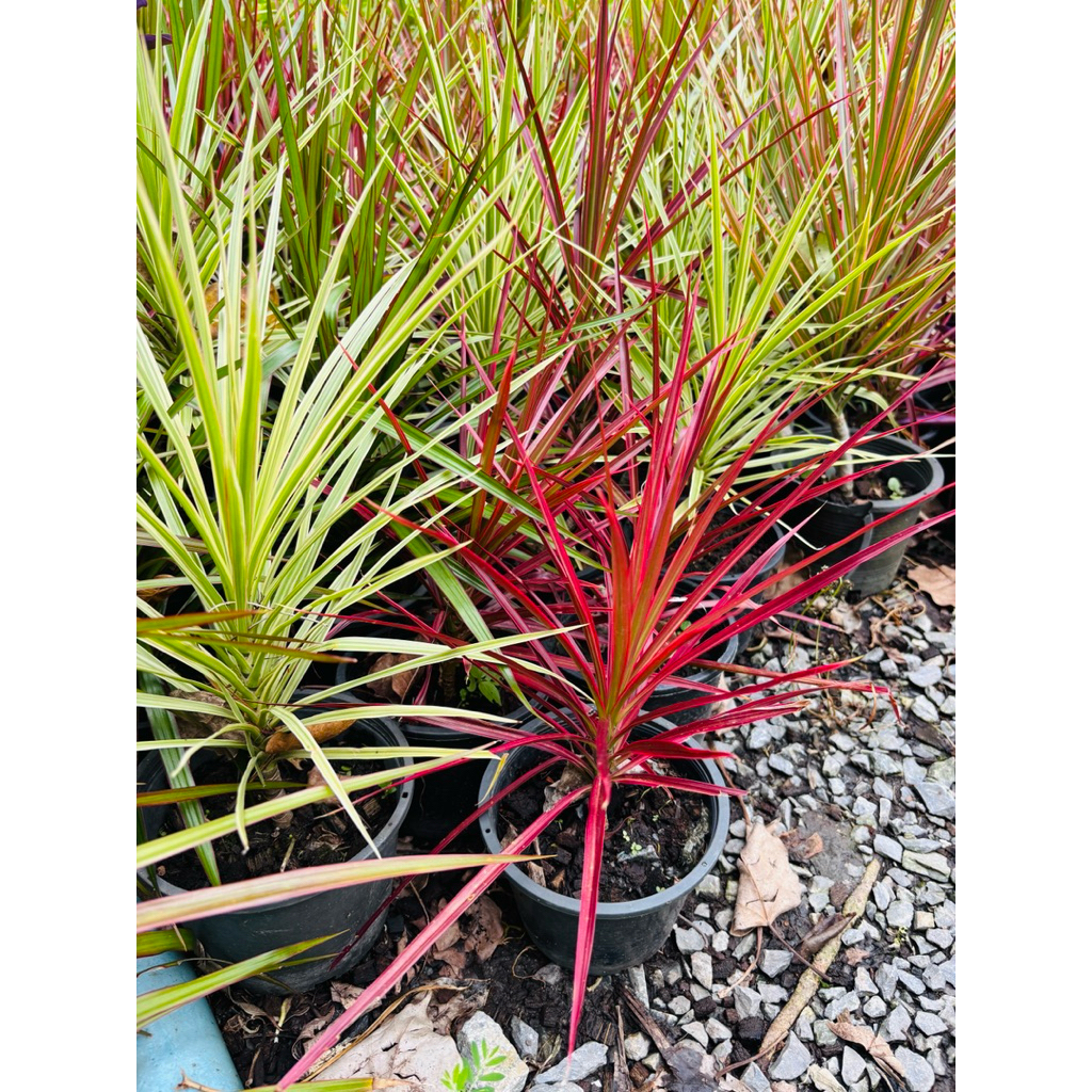 สวย เข็มสามสี Dracaena cinctaBaker cv. Tricolor ถ้านิยมปลูกเป็นกลุ่ม กระถาง5-6นิ้ว