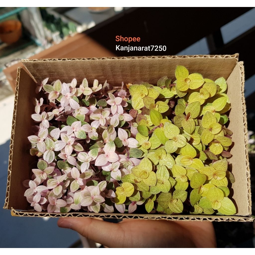 ต้นริบบิ้นชาลีสีทอง เต็มกล่องเบอร์00แบบเเน่นๆ
