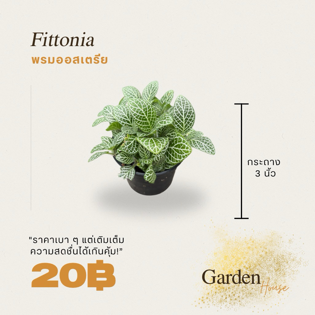 พรมออสเตรีย ขนาด 3 นิ้ว (เเดดรำไร)