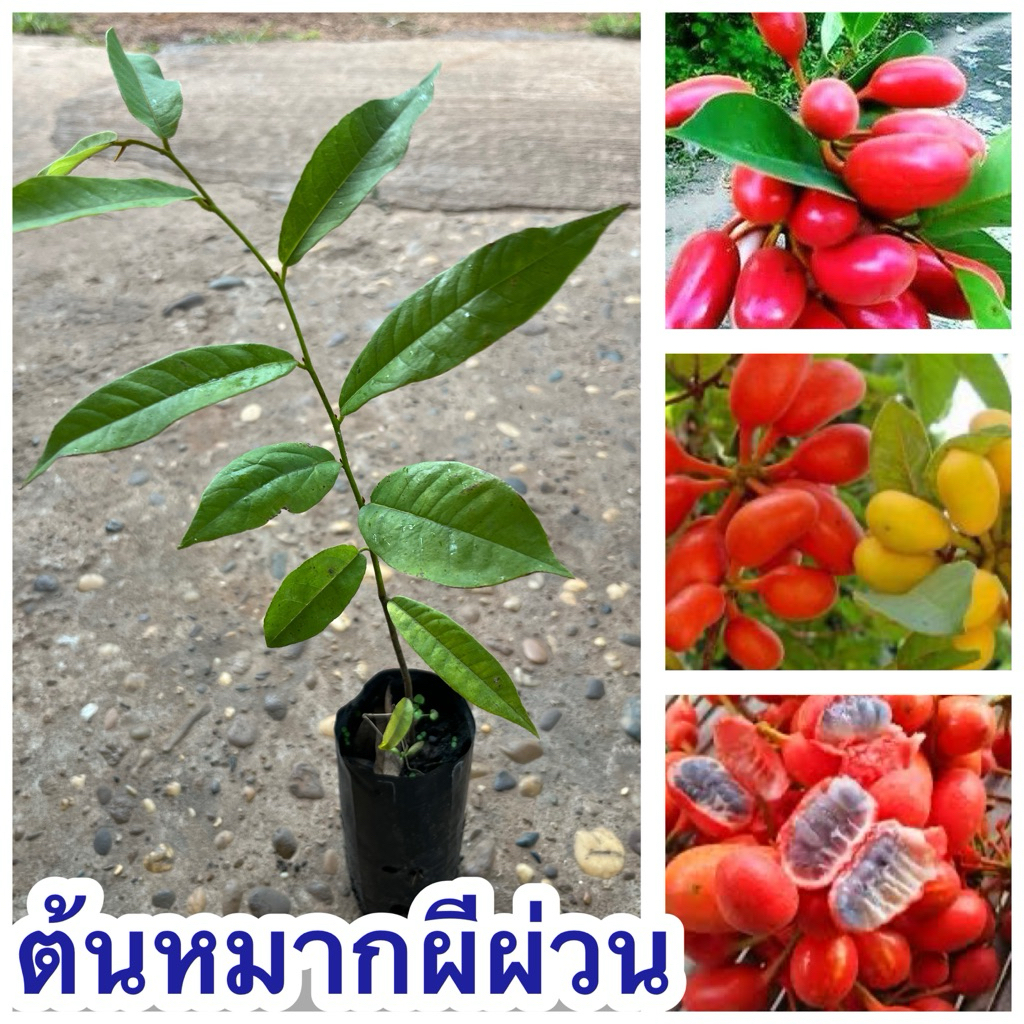 ต้นหมากผีผ่วน ต้นเพาะเมล็ด 4ต้น80บาท พร้อมส่ง