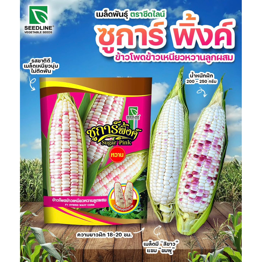 🌽✨ข้าวโพดข้าวเหนียวหวาน “ซูการ์พิ้งค์” สีสวย รสหวาน (ขนาด200กรัม)