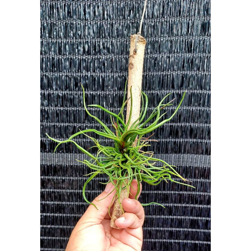 Tillandsia bulbosa hanging