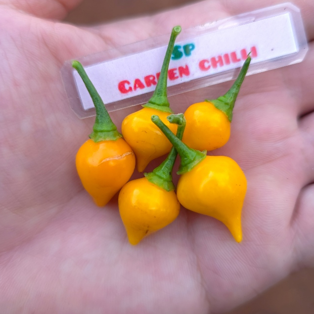🌶พริกไบควินโฮสีเหลือง(Biquinho yellow)แท้💯