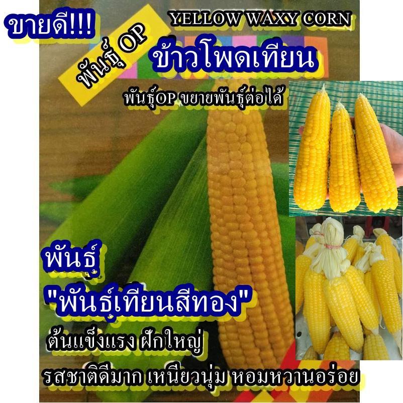 100+ เมล็ด เมล็ดข้าวโพดเทียน พันธุ์เทียนสีทอง (ปลูกง่าย เมล็ดสีเหลือง รสชาติหวานหอมเหนียวนุ่มอร่อย ฝักใหญ่ ต้นแข็งแรง)