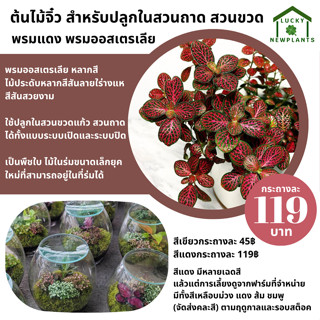 ต้นไม้จิ๋ว สวนขวด ตกแต่งสวนถาด สวนขวดแก้ว สีชมพูแดงสดใส