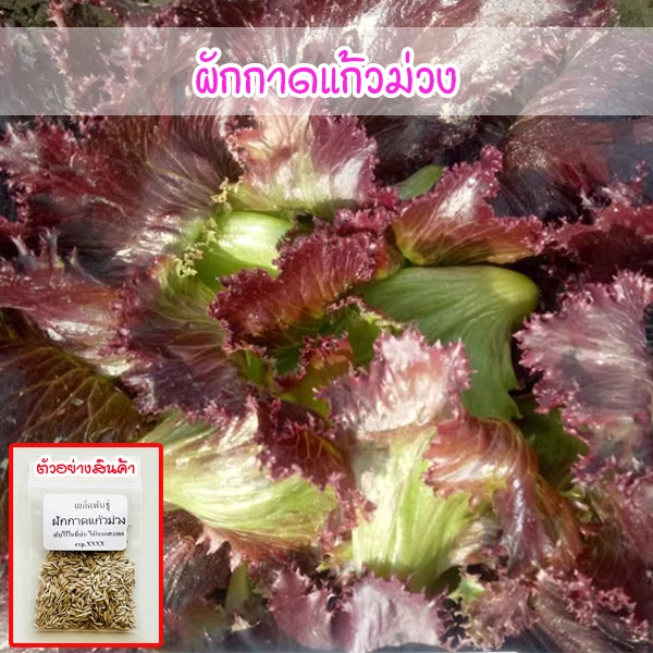 ผักกาดแก้วม่วง เมล็ดพันธุ์ 90–200 เมล็ด ปลูกง่าย สีสวย (ซื้อ 10 แถม 1 คละได้)