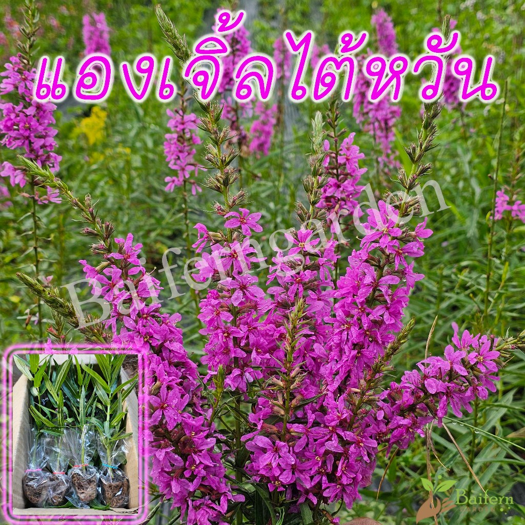 ต้นกล้าดอกแองเจิ้ลไต้หวัน (Purple Loosestrife) ดอกไม้กินได้ รากเยอะพร้อมปลูกออกดอกตลอดทั้งปี