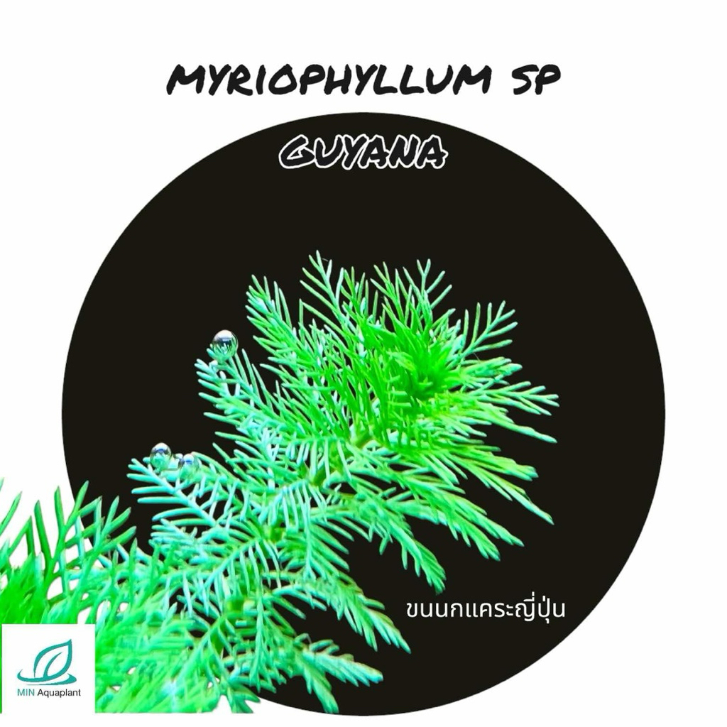 ขนนกแคระญี่ปุ่น myriophyllum sp guyana ต้นไม้น้ำ