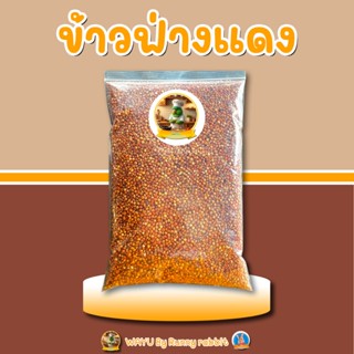 ข้าวฟ่างแดง คัดสวย ราคาโดนใจ อาหารสำหรับนกสวยงาม