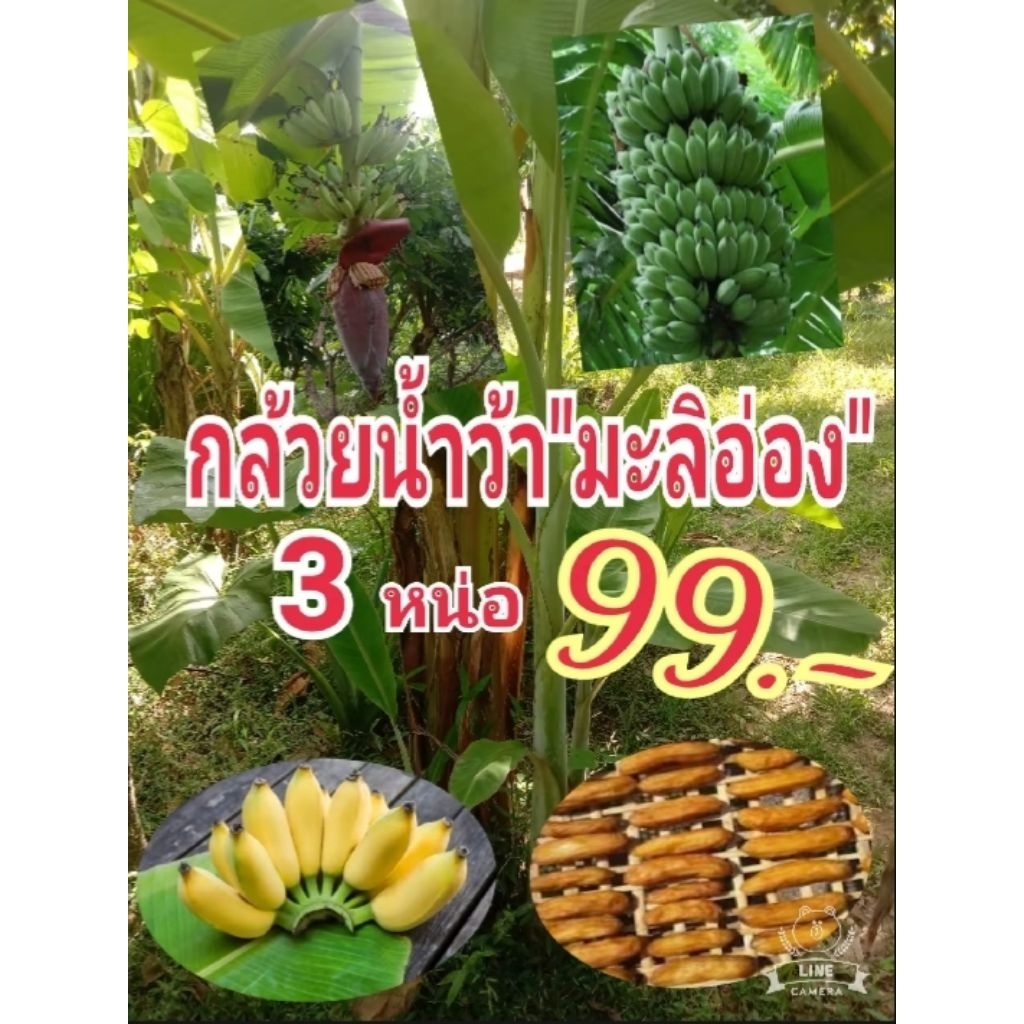 หน่อกล้วยน้ำว้ามะลิอ่อง 3 หน่อ 99 บาท