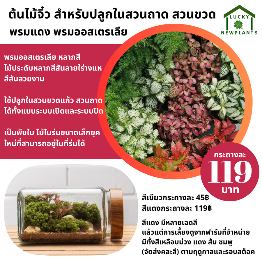 ต้นไม้จิ๋ว สวนขวด สวนถาด ต้นไม้ฟอกอากาศ พรมออสเตรเลีย Fittonia