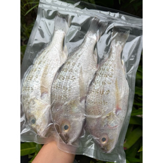 ปลาอีคุด   ปลาสด   🐟