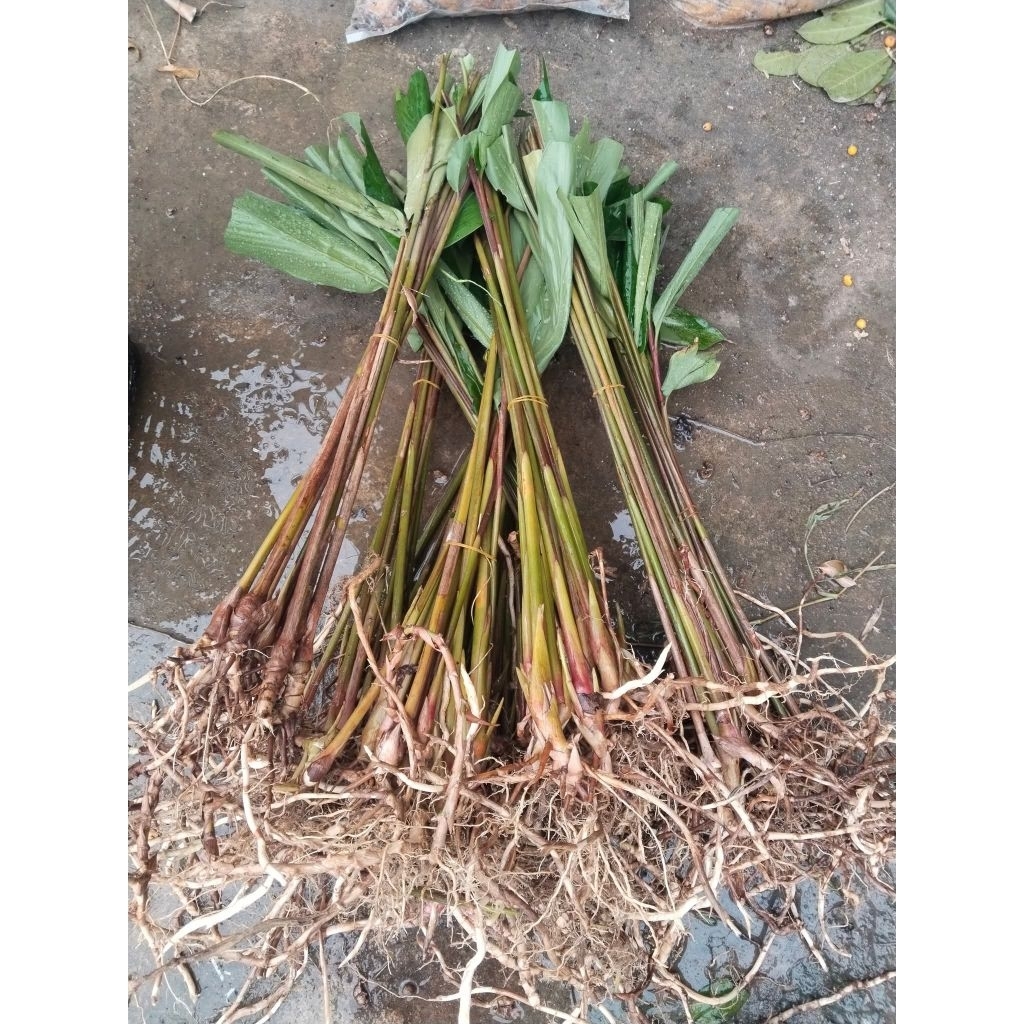 เร่วหอม​ ขายต้นพันธุ์​สำหรับ​ปลูก​1​ชุด​20​ต้น200บาท