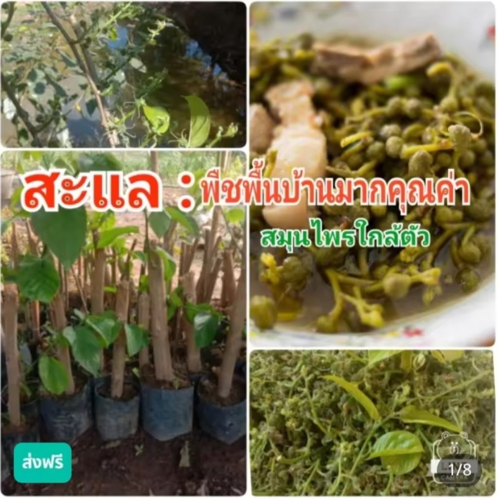 ต้นสะแล ผักพื้นบ้านอาหารเป็นยา