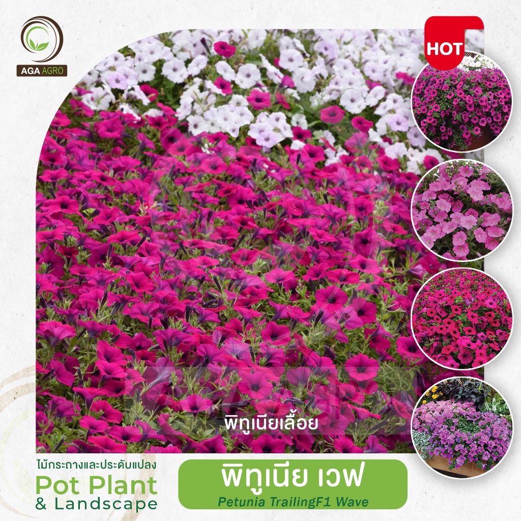 AGA AGRO I "พิทูเนีย เวฟ" พันธุ์เลื้อยดอกใหญ่ยอดนิยม ดอกดก แข็งแรง-50เมล็ด-Petunia Wave