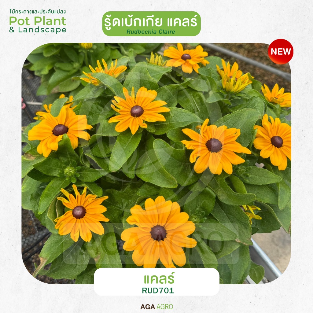 AGA AGRO I "รู้ดเบ้กเกีย แคลร์" สายพันธุ์ใหม่ ต้นเตี้ย รูปที่ 3