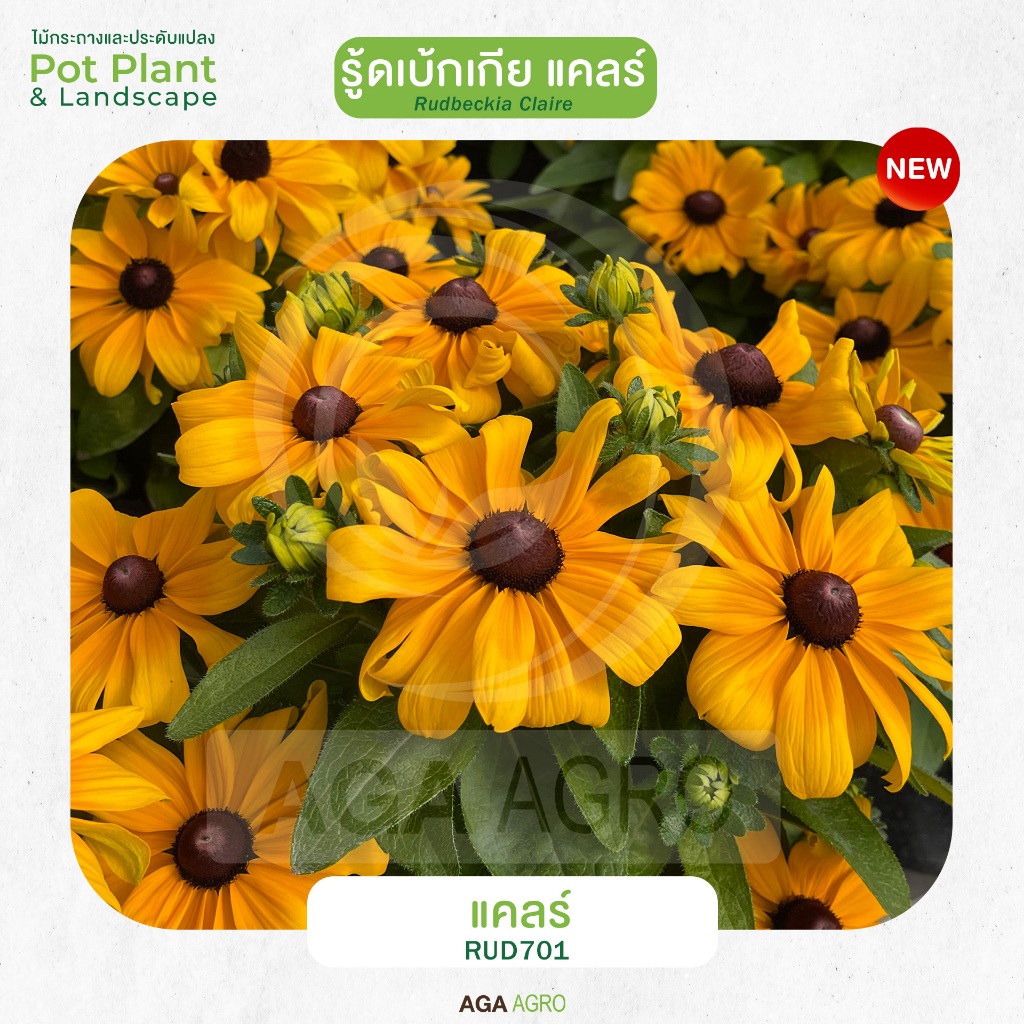 AGA AGRO I "รู้ดเบ้กเกีย แคลร์" สายพันธุ์ใหม่ ต้นเตี้ย รูปที่ 4