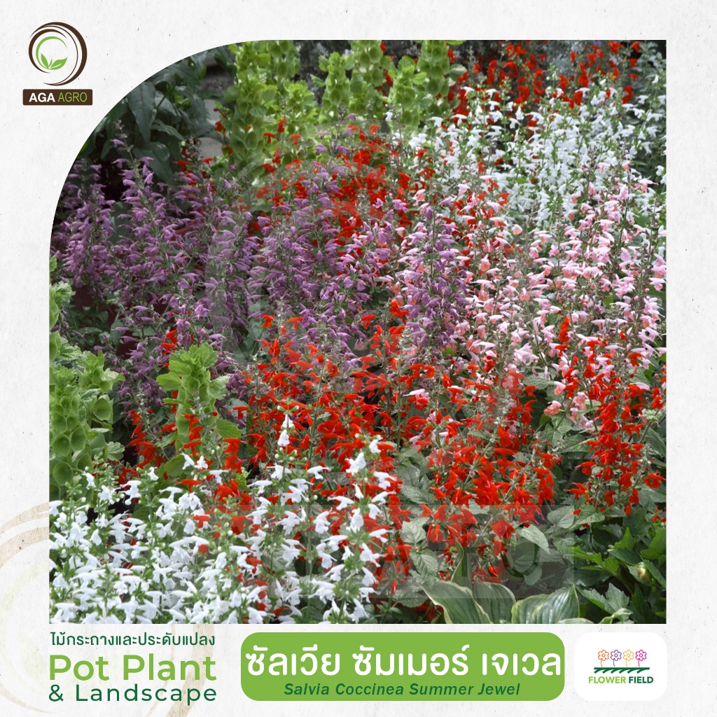AGA AGRO I "ซัลเวีย ซัมเมอร์ เจเวล" ช่อดอกสั้นและแน่น ดอกเล็กและเยอะ-100เมล็ด-Salvia Summer Jewel