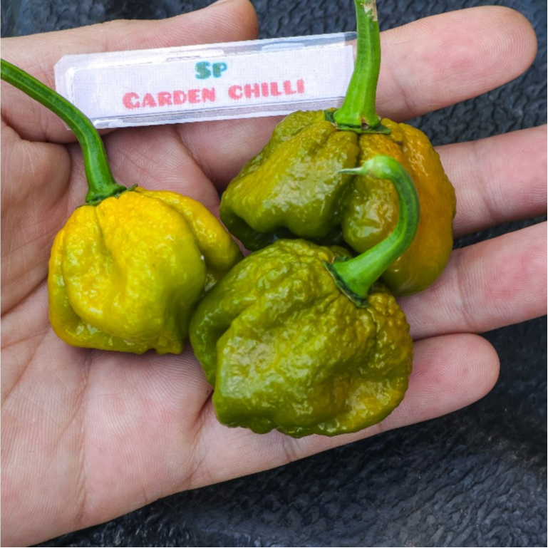 🌶️เมล็ดพันธุ์พริกบิ๊กมัสตาร์ด มาม่า(Big Mustard Mama) แท้💯🔥