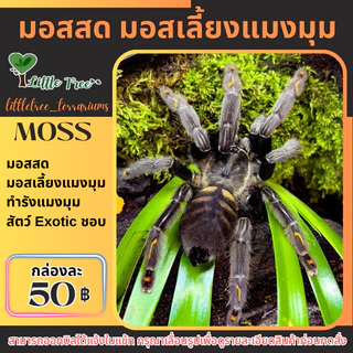 มอสสด มอสเลี้ยงบึ้ง มอสเลี้ยงแมงมุม กล่องละ 50 บาท