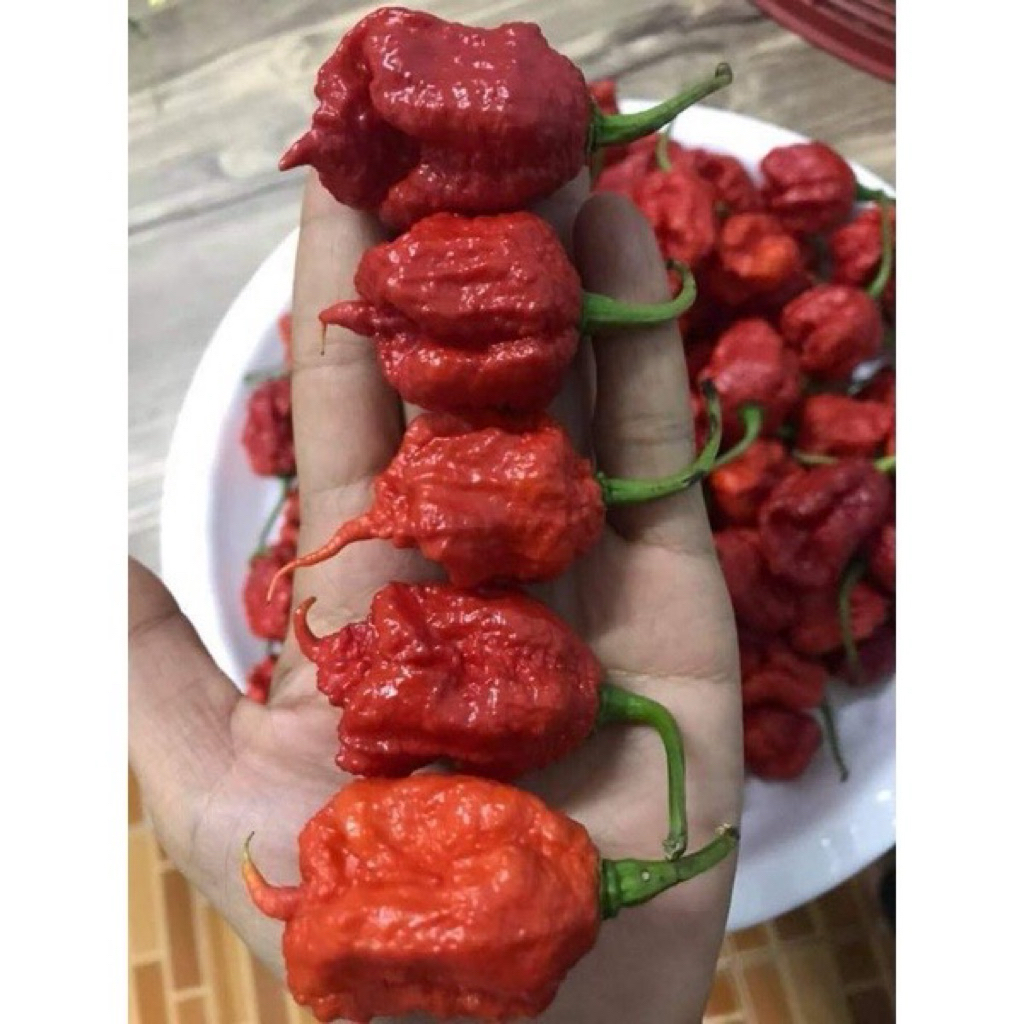 #พริกปีศาจ แคโรไลน่ารีพเปอร์ ( Carolina reaper.) พริกที่เผ็ดที่สุดในโลก หนึ่งผลใช้ทำอาหารเผ็ดไปทั้งหม้อ