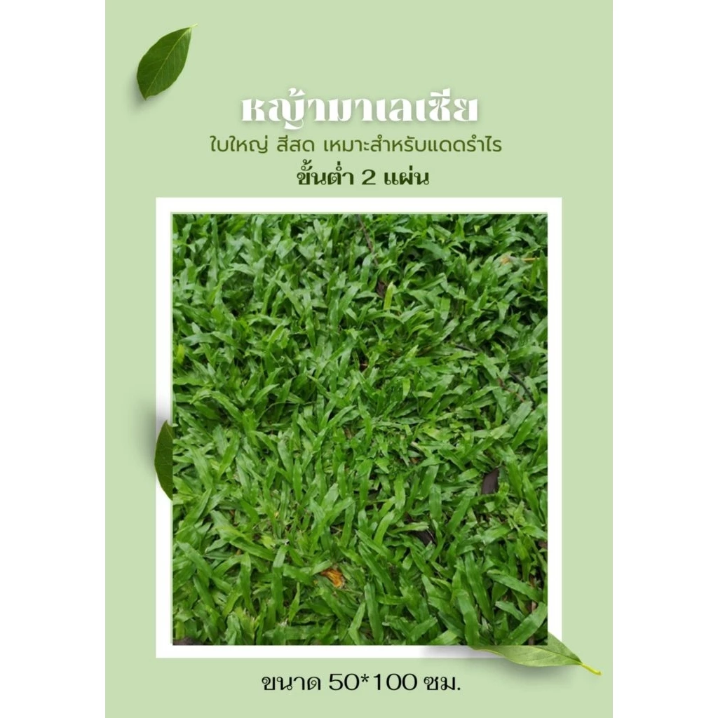 หญ้ามาเลเซียแท้ 100% 1 แผ่น (แผ่นใหญ่ 50x100 ซม.) หญ้าปูสนาม นุ่ม สดใหม่จากไร่ พร้อมปลูก ทนร่มได้ดี