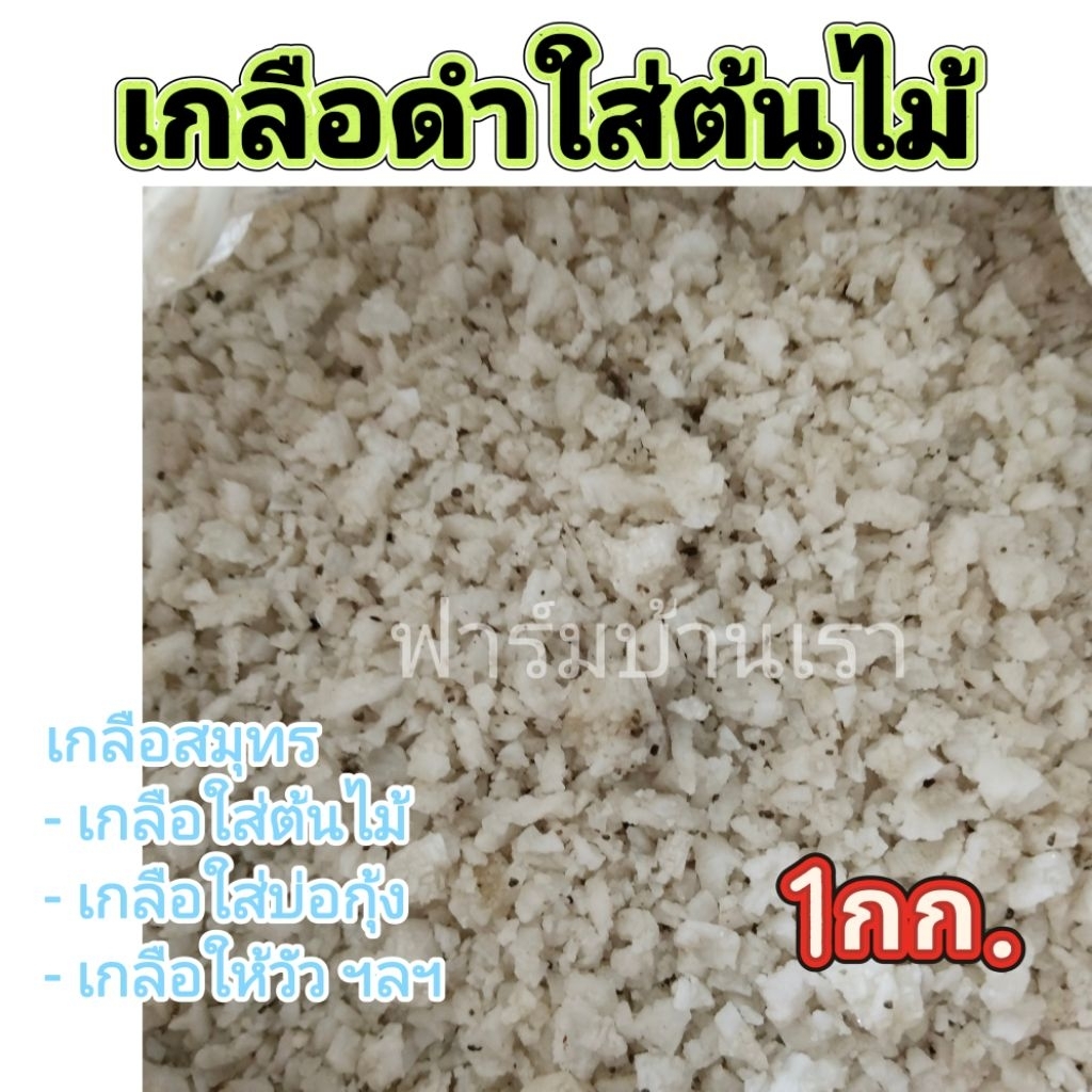 เกลือดำใส่ต้นมะพร้าว​ เกลือดำ​ เกลือสมุทร​ (1กก.)
