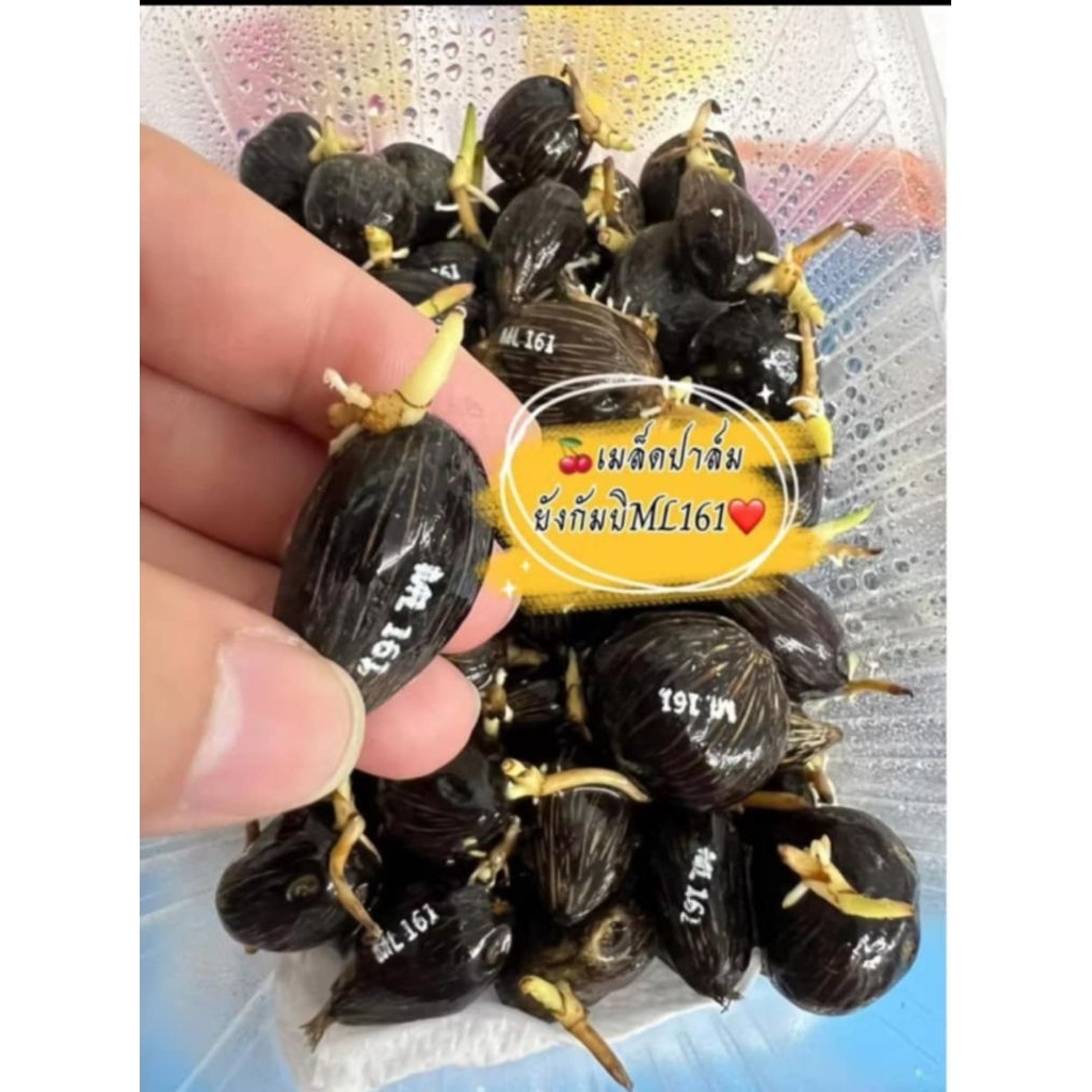 เมล็ด​ปาล์ม​ยังกัมบิML161แท้100%1กล่อง​100เม็ด