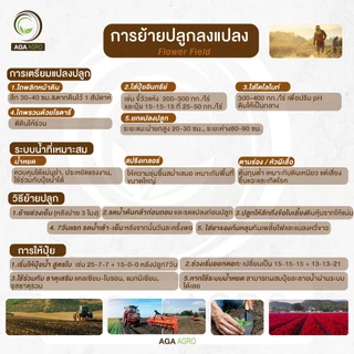 AGA AGRO I "พิทูเนีย ปริซึ่ม" ดอกใหญ่ที่สุด ทนต่อสภาพอากาศร้อน -100เมล็ด-Petunia Prism