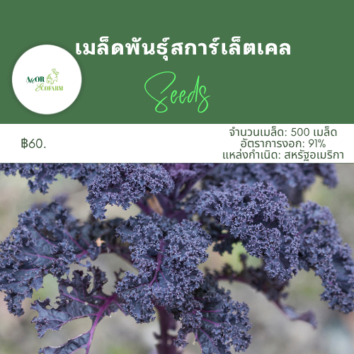 เมล็ดพันธุ์เคล 500 เมล็ด | เคลไดโนซาร์ เคลสการ์เล็ต เคลเวทส์บลู | นำเข้าจากอเมริกา | อัตรางอกสูง - รูปที่ 3