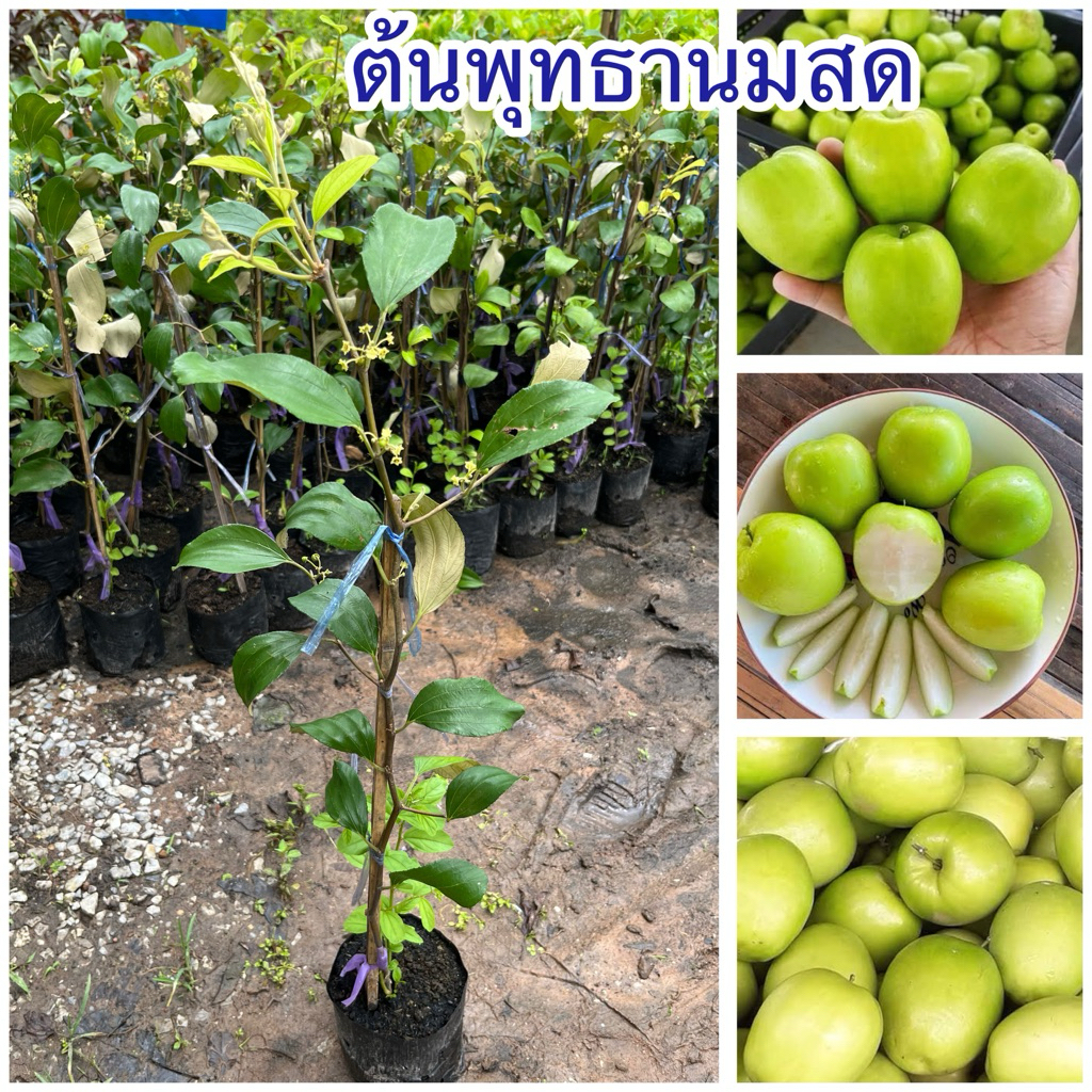 ต้นพุทธานมสด ต้นทาบกิ่ง ลูกหวานกรอบ พร้อมส่ง