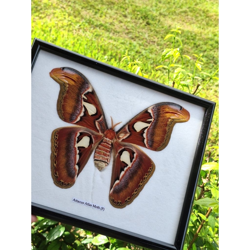 ผีเสื้อสตาฟ