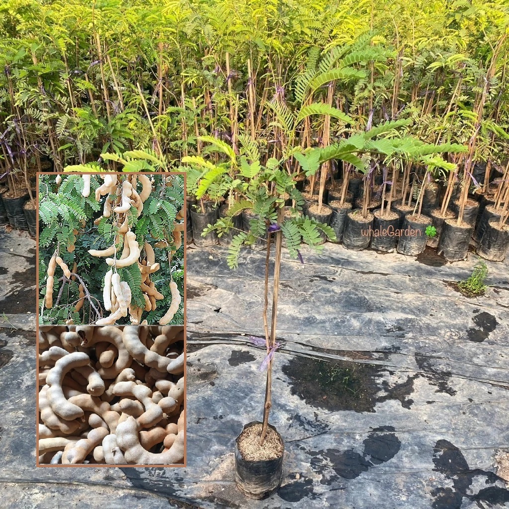 ต้นมะขามหวาน มะขาม พันธุ์ มะขามหวาน สีทอง เสียบยอด ให้ผลเร็ว 1ปี tamarind (รับประกัน ส่งใหม่ฟรี หากสินค้าเเสียหาย!!)