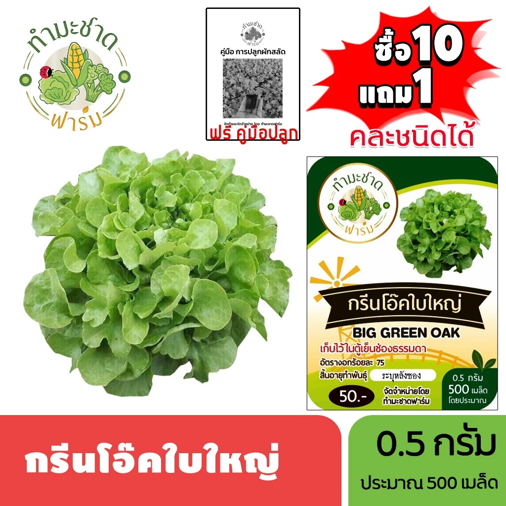 ทำมะชาดฟาร์ม (ซื้อ10แถม1) เมล็ดพันธุ์ กรีนโอ๊คใบใหญ่ ขนาด0.5กรัม ประมาณ500เมล็ด BIG GREEN OAK บิ๊กกรีนโอ๊ค ผักสลัด เมล็ด